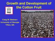 Growth and Development of the Cotton Fruit