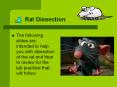 Rat Dissection PowerPoint PPT Presentation