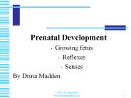 Prenatal%20Development