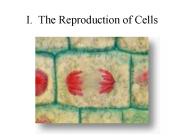 I. The Reproduction of Cells
