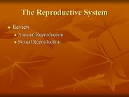The Reproductive System