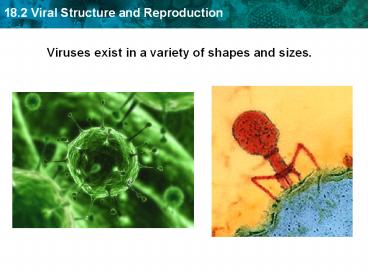Viruses exist in a variety of shapes and sizes.