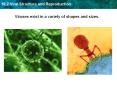 Viruses exist in a variety of shapes and sizes. PowerPoint PPT Presentation
