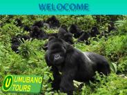 Rwanda gorilla Safaris