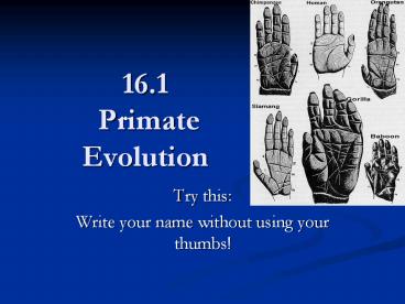 16.1 Primate Evolution