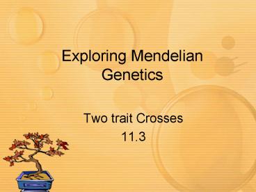 Exploring Mendelian Genetics