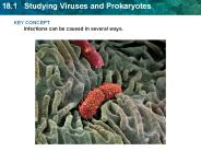 KEY CONCEPT Infections can be caused in several ways.