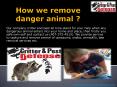 How we remove danger animal ? PowerPoint PPT Presentation
