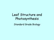 Leaf Structure and Photosynthesis