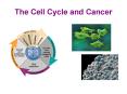 The Cell Cycle and Cancer PowerPoint PPT Presentation
