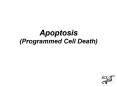 Apoptosis (Programmed Cell Death) PowerPoint PPT Presentation