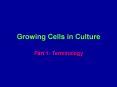 Growing Cells in Culture PowerPoint PPT Presentation