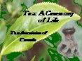 Tea: A Ceremony of Life PowerPoint PPT Presentation