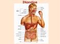 Digestion PowerPoint PPT Presentation