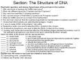Section: The Structure of DNA PowerPoint PPT Presentation