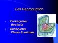 Cell Reproduction PowerPoint PPT Presentation
