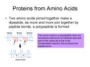 Proteins from Amino Acids