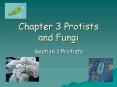 Chapter 3 Protists and Fungi PowerPoint PPT Presentation