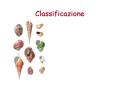 Classificazione PowerPoint PPT Presentation