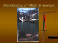 Microbiology of Water PowerPoint PPT Presentation