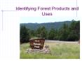 Identifying Forest Products and Uses PowerPoint PPT Presentation