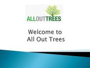 Tree Removal Services in Adelaide