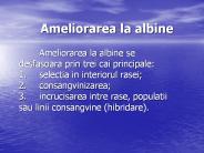 Ameliorarea la albine