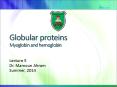 Globular proteins Myoglobin and hemoglobin PowerPoint PPT Presentation