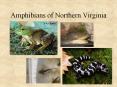 Amphibians of Northern Virginia PowerPoint PPT Presentation