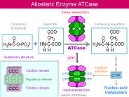 BC basic - from big bang