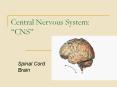 Central Nervous System:  PowerPoint PPT Presentation