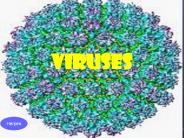 VIRUSES