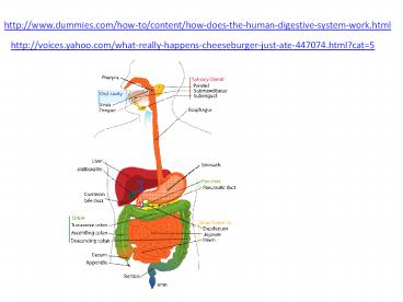 http://www.dummies.com/how-to/content/how-does-the-human-digestive-system-work.html