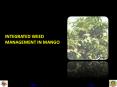 INTEGRATED WEED MANAGEMENT IN MANGO PowerPoint PPT Presentation