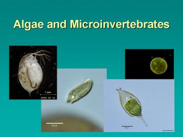 Algae and Microinvertebrates