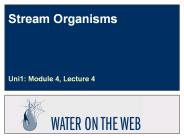 Stream Organisms