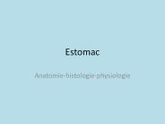 Estomac