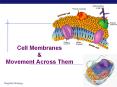 Cell Membranes PowerPoint PPT Presentation