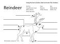 Reindeer PowerPoint PPT Presentation