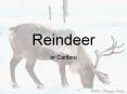 Reindeer PowerPoint PPT Presentation