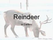 Reindeer