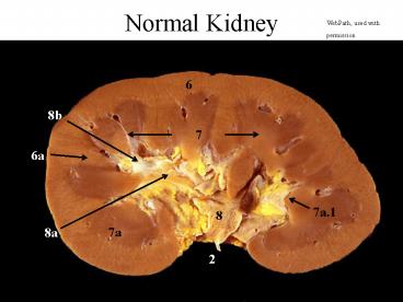Normal Kidney