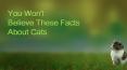 You Wont Believe These Facts About Cats PowerPoint PPT Presentation