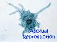 Asexual Reproduction PowerPoint PPT Presentation