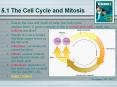 5.1 The Cell Cycle and Mitosis PowerPoint PPT Presentation