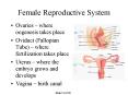 Female Reproductive System PowerPoint PPT Presentation