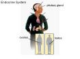 Endocrine System PowerPoint PPT Presentation