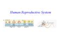 Human Reproductive System PowerPoint PPT Presentation