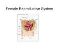 Female Reproductive System PowerPoint PPT Presentation