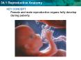 KEY CONCEPT Female and male reproductive organs fully develop during puberty. PowerPoint PPT Presentation